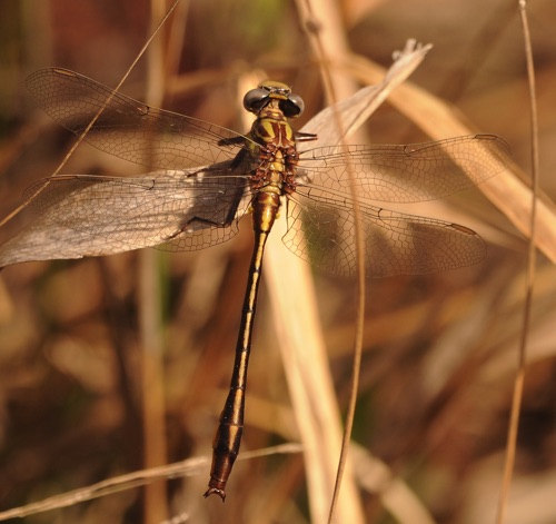 Male
2013_04_02_Charlton